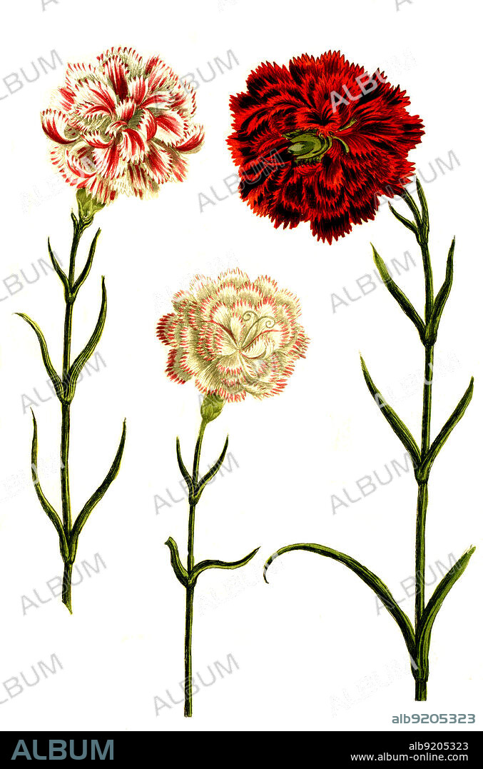 Caryophyllus hortensis, Nelke, Pflanzen Nelkengewächse, Caryophyllaceae, Familie in der Ordnung der Nelkenartigen, Caryophyllales, Digital retuschierte Illustration aus Phytanthoza iconographica von Johann Wilhelm Weinmann, Maler Bartholomäus Seutter und Kupferstecher Johann Jakob Haid und Johann Elias Ridinger, 1740 / Digitally retouched illustration from Phytanthoza iconographica by Johann Wilhelm Weinmann, painter Bartholomäus Seutter and engravers Johann Jakob Haid and Johann Elias Ridinger, 1740.
