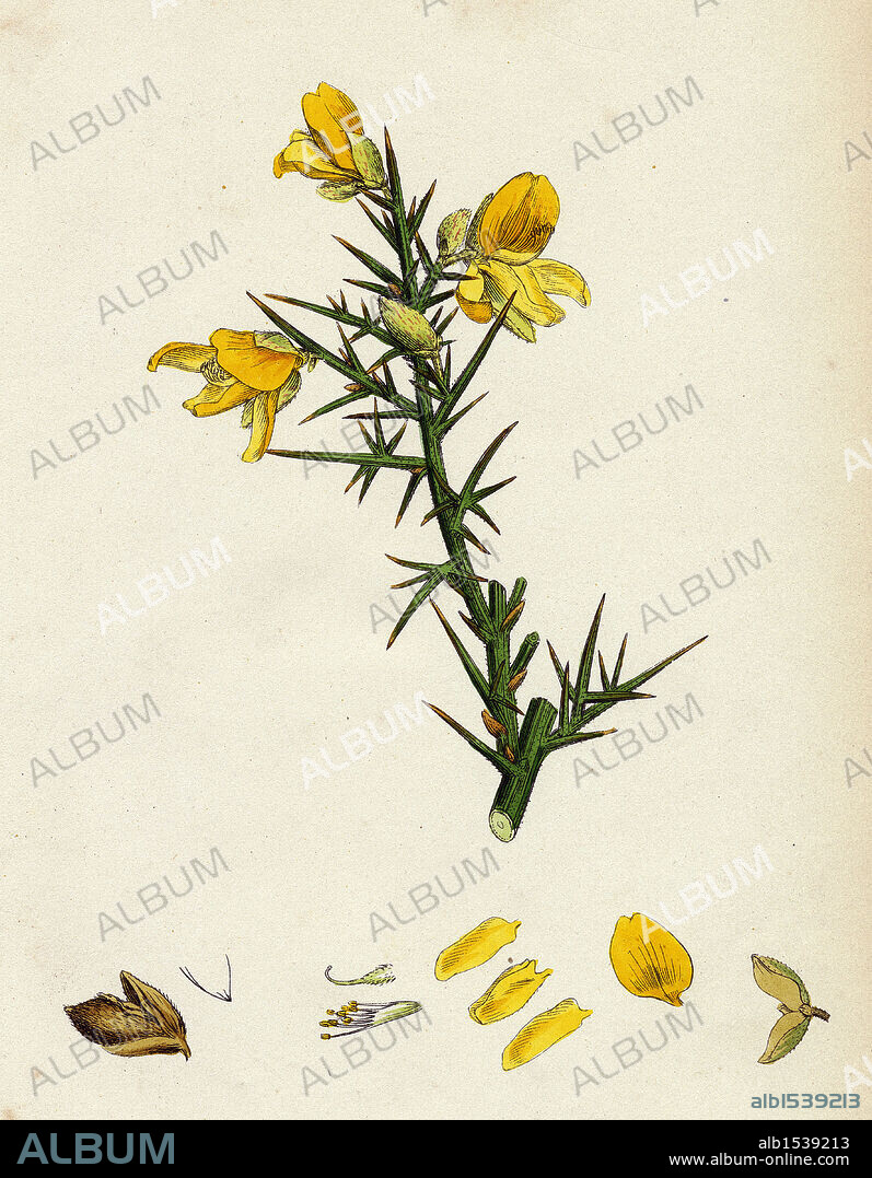 Ulex Europaeus; Common Furze.