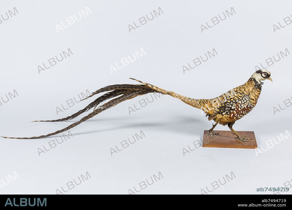 Chasse / Décoration / Animal
Faisan vénéré naturalisé
Collection privée.