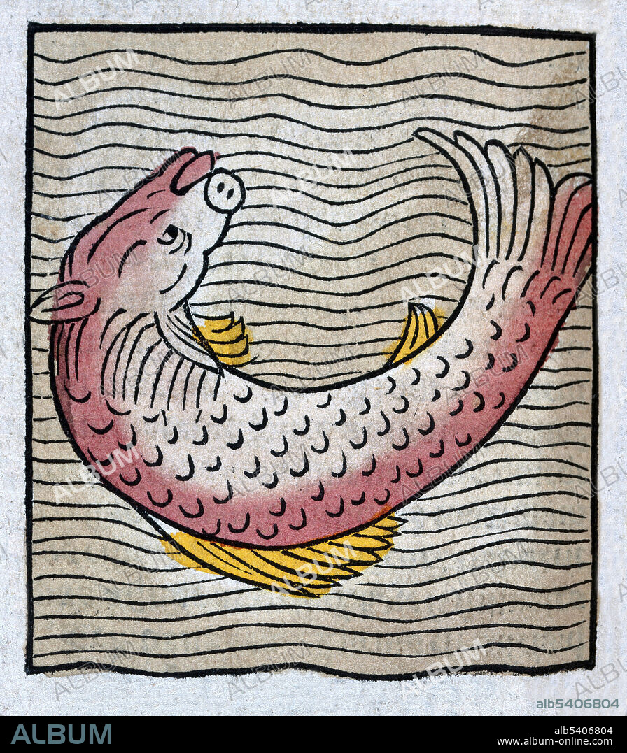 A fish with the head of a pig. The Hortus Sanitatis (Garden of Health), the first natural history encyclopedia, was published by Jacob Meydenbach in Germany, 1491.  He describes plants and animals (both real and mythical) together with minerals and various trades, with their medicinal value and method of preparation. The hand-colored woodcut illustrations are stylized but often easily recognizable. 1547 edition.