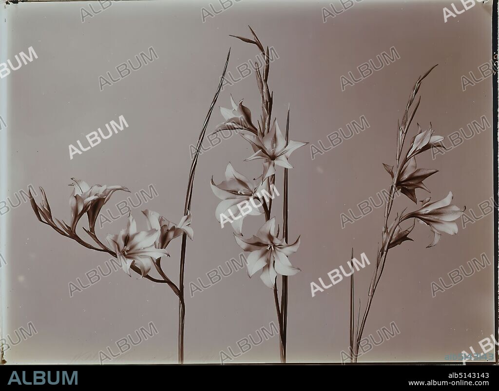 Wilhelm Weimar, lily, collodion paper, black and white positive process, total: height: 17,40 cm; width: 23,30 cm, signed and dated: recto u. li.: in lead: Wilhelm Weimar, Hamburg. 1900, photography, lily.