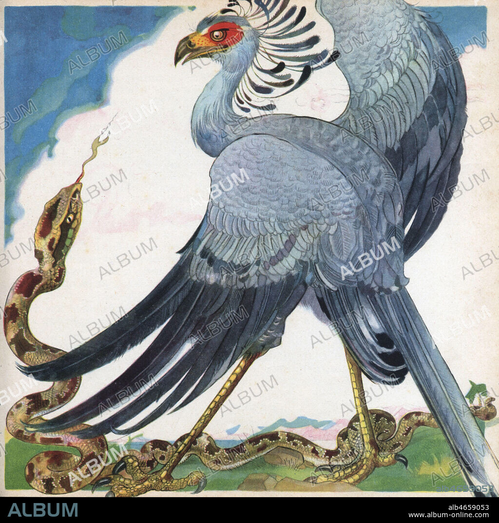 Le serpentaire. Illustration de 1948 par Felix LORIOUX (1872-1964) pour Le Buffon des enfants. Les oiseaux exotiques de Bernard ROY (1888-1953). ADAGP. Credit : Collection Jonas/Kharbine-Tapabor.