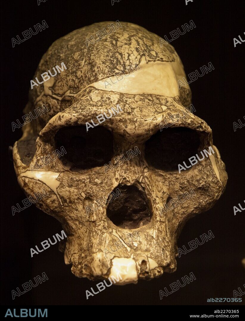 . *** Local Caption *** . MUSEO ARQUEOLOGICO NACIONAL. AUSTRALOPITHECUS AFRICANUS (SUDAFRICA). 2,5 MILLONES DE AÑOS.