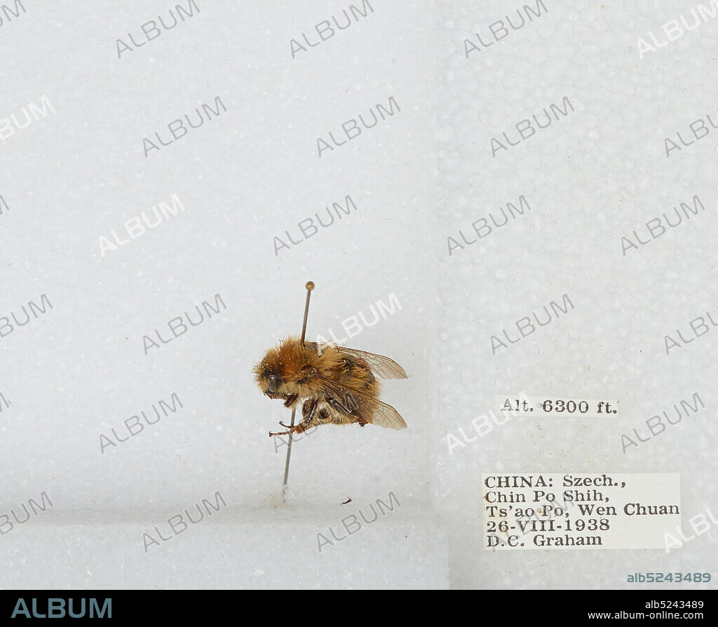 Chin Po Shih, Ts'ao Po, Wenchuan Xian, Sichuan, China, Bombus sp., Animalia, Arthropoda, Insecta, Hymenoptera, Apidae, Apinae.