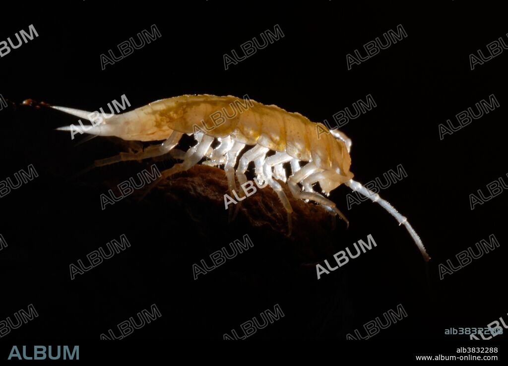 Cave Isopod (Titanethes albus), a large species reaching 15 mm. Slovenia.