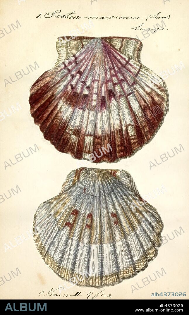 Pecten maximus, Print, Pecten maximus, common names the great scallop, king scallop, St James shell or escallop, is a northeast Atlantic species of scallop, an edible saltwater clam, a marine bivalve mollusc in the family Pectinidae. This is the type species of the genus. This species may be conspecific with Pecten jacobaeus, the pilgrim's scallop, which has a much more restricted distribution.