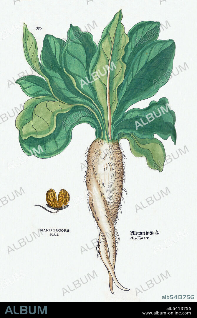 Mandragora (Mandrake) plant from De historia stirpivm commentarii insignes a book by Leonhart Fuchs on herbal plants published in Basel in 1542. The work covers about 497 plants and has over 500 woodcut illustrations. Mandrake is the common name for members of the plant genus Mandragora, particularly the species Mandragora officinarum, belonging to the nightshades family (Solanaceae). The roots sometimes resemble human figures and their roots have long been used in magic rituals. According to the legend, when the root is dug up it screams and kills all who hear it. Literature includes complex directions for harvesting a mandrake root in relative safety. It was a common folklore that mandrake would only grow where the semen of a hanged man had dripped on to the ground. All parts of the mandrake plant are poisonous. Uses in witchcraft and magic include: baneful work, saturn herb, divination and prosperity spells.