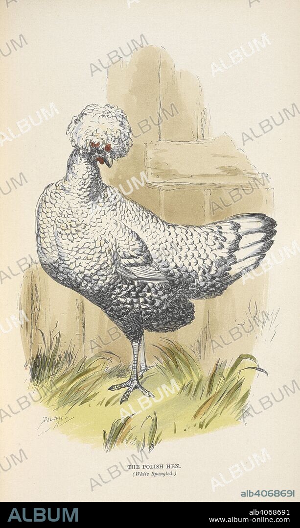 MARTIN DOYLE et C. H. WEIGALL. The Polish Hen (White Spangled). The Illustrated Book of Domestic Poultry. Edited by M. D. (No. 1. edited by J. Barnett.) The figures drawn by C. H. Weigall. Engraved and printed in oil colours by W. Dickes & Co. London, 1854. Source: 7294.f.12. before p. 105.