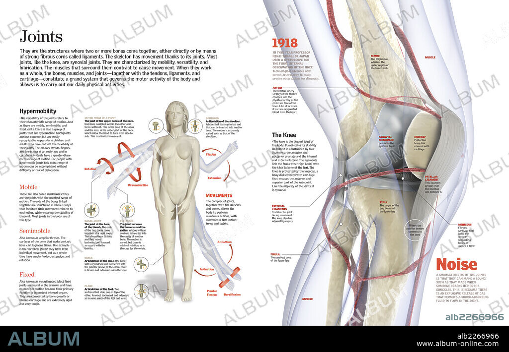 articulaciones. Infografía de los tipos de articulaciones en el cuerpo humano y del mecanismo de la rodilla.