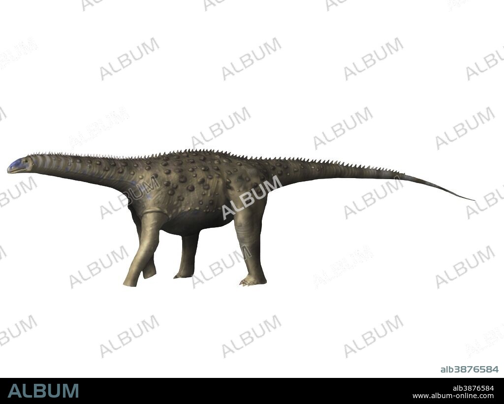 Saltasaurus dinosaur, white background.