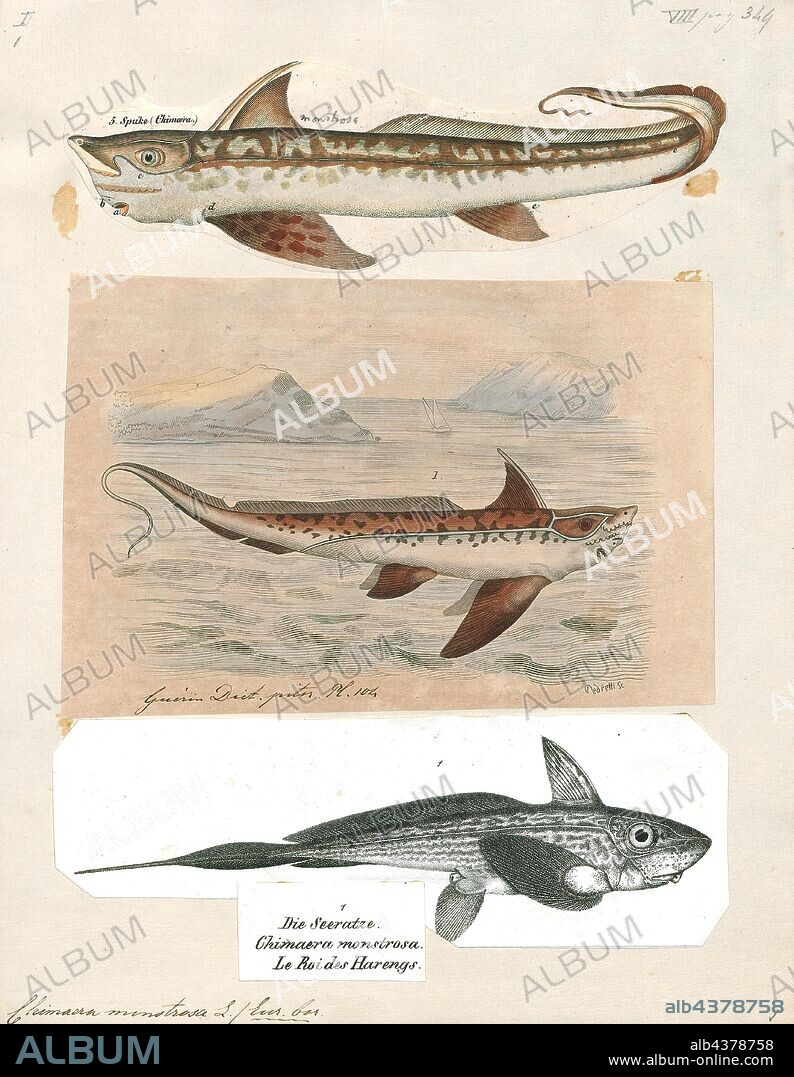 Chimaera monstrosa, Print, Chimaera monstrosa, also known as the rabbit fish or rat fish, is a northeast Atlantic and Mediterranean species of fish in the Chimaeridae family., 1700-1880.