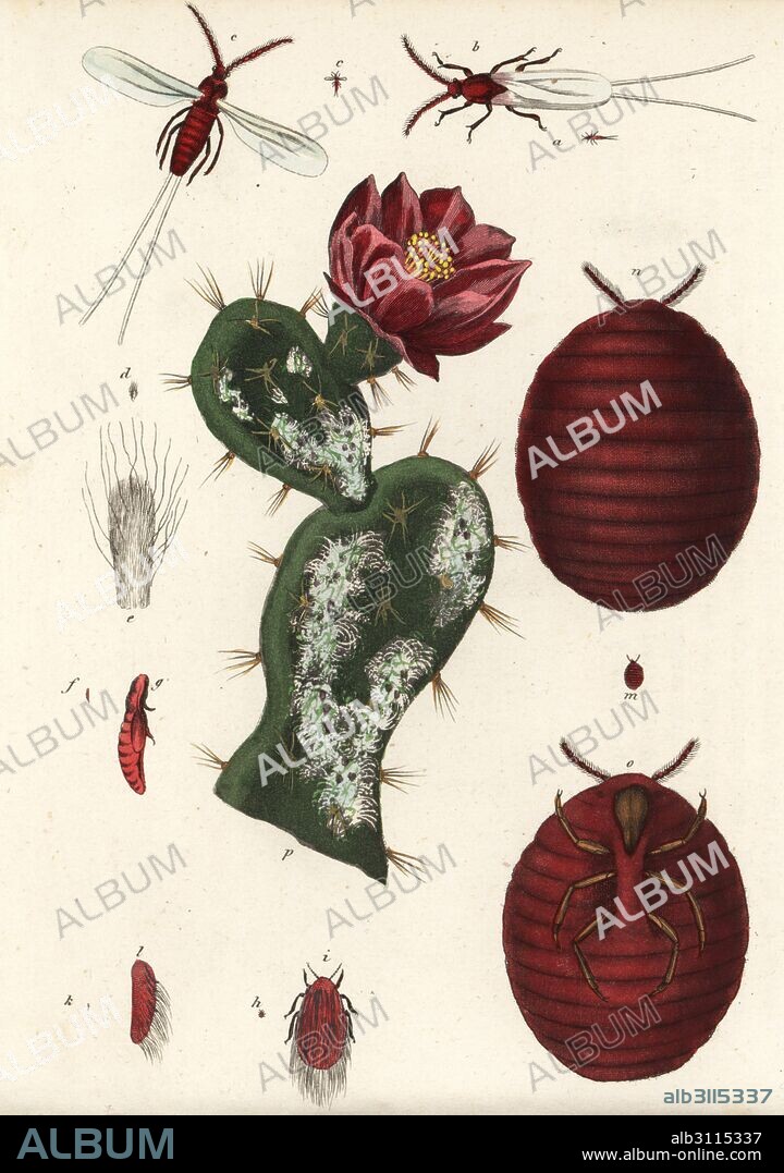 Cochineal beetle, Dactylopius coccus (Coccus cacti) on a prickly pear cactus, Opuntia species. Handcoloured lithograph from Georg Friedrich Treitschke's Gallery of Natural History, Naturhistorischer Bildersaal des Thierreiches, Liepzig, 1840.