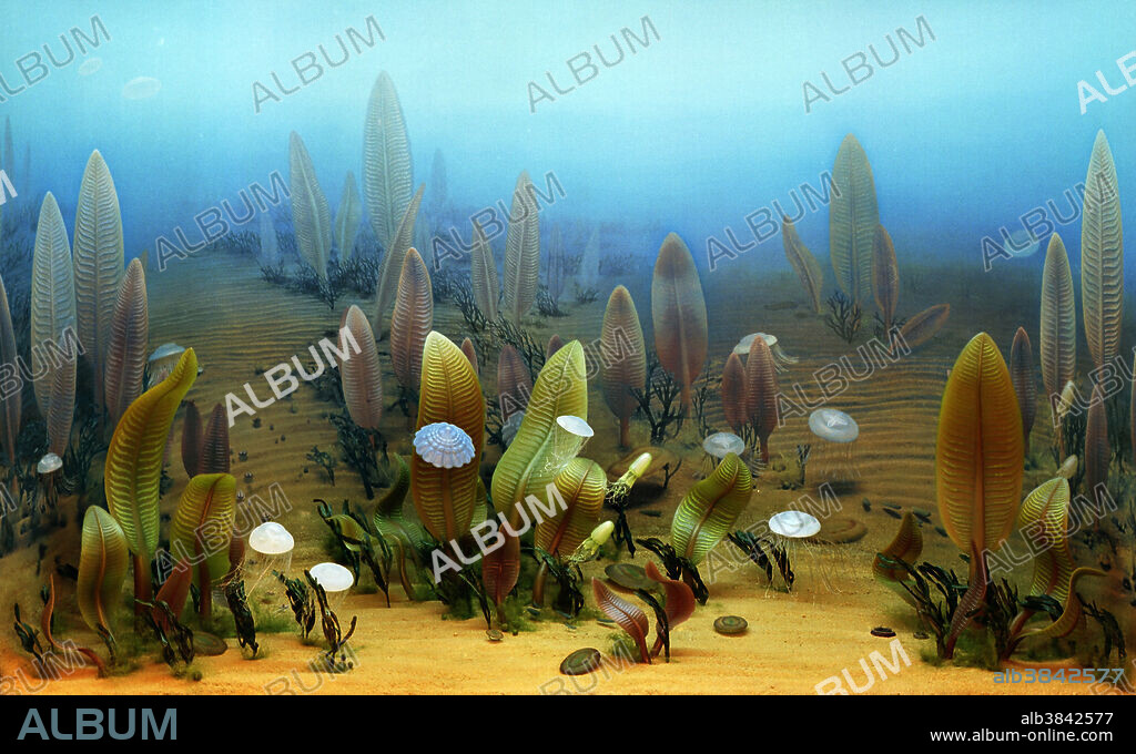 Ediacaran marine life. Illustration of the marine life found in seas between 580 million and 560 million years ago, in what is known as the Ediacaran Period. This period is named after the Ediacara Hills of South Australia where fossils of these animals and plants are found. This period overlaps with the longer Vendian Period, both being part of the Precambrian era. Similar fossils are found in Vendian rocks worldwide. Shown here are: jellyfish (Ediacaria flindersi, white); Mawsonites spriggi (blue); Kimberella quadrata (bullet-shaped); sea pens (Charniodiscus arboreus and Charniodiscus oppositus); flat worms (Dickinsonia costata, on seabed); and algae (dark green tufts).
