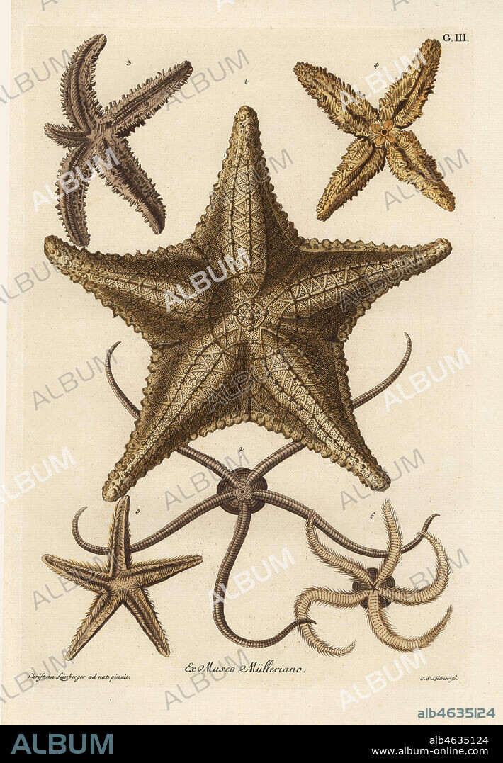 Sea star or starfish with five arms, Asterias rubens 1, starfish from America 2, sea star regenerating one arm 3, four-armed starfish 4, five-armed starfish 5,6. Handcoloured copperplate engraving by Johann Sebastian Leitner after an illustration by Christian Leinberger from Georg Wolfgang Knorr's Deliciae Naturae Selectae of Kabinet van Zeldzaamheden der Natuur, Blusse and Son, Nuremberg, 1771. Specimens from a Wunderkammer or Cabinet of Curiosities of P.L. Muller.
