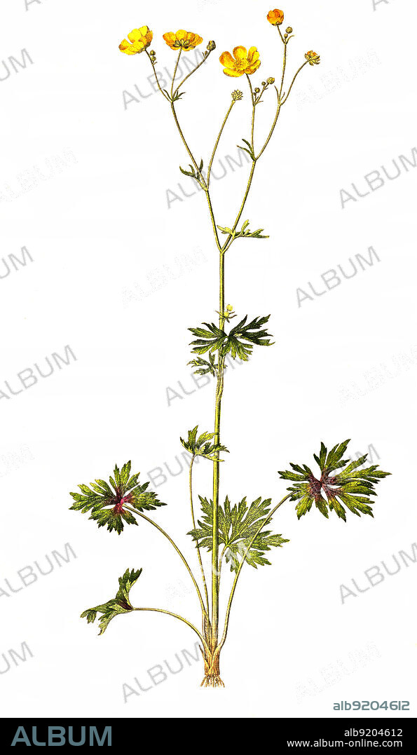 Scharfe Hahnenfuß, Ranunculus acris, ist eine Pflanzenart aus der Gattung Hahnenfuß (Ranunculus) innerhalb der Familie der Hahnenfußgewächse / Ranunculus acris is a species of flowering plant in the family Ranunculaceae, and is one of the more common buttercups across Europe and temperate Eurasia. Common names include meadow buttercup, tall buttercup, common buttercup and giant buttercup.