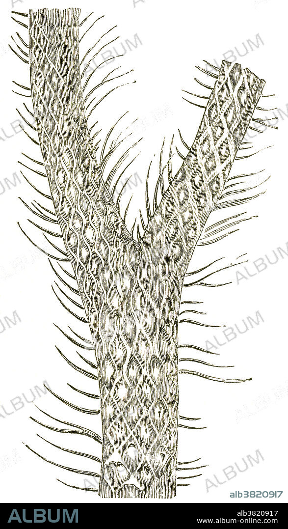 Lepidodendron Branch
