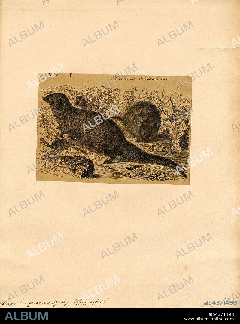 Herpestes griseus, Print, Herpestes is a genus of the mongoose family (Herpestidae). It is the type genus of the family. It contains the following ten species, with a number of subspecies, 1700-1880.