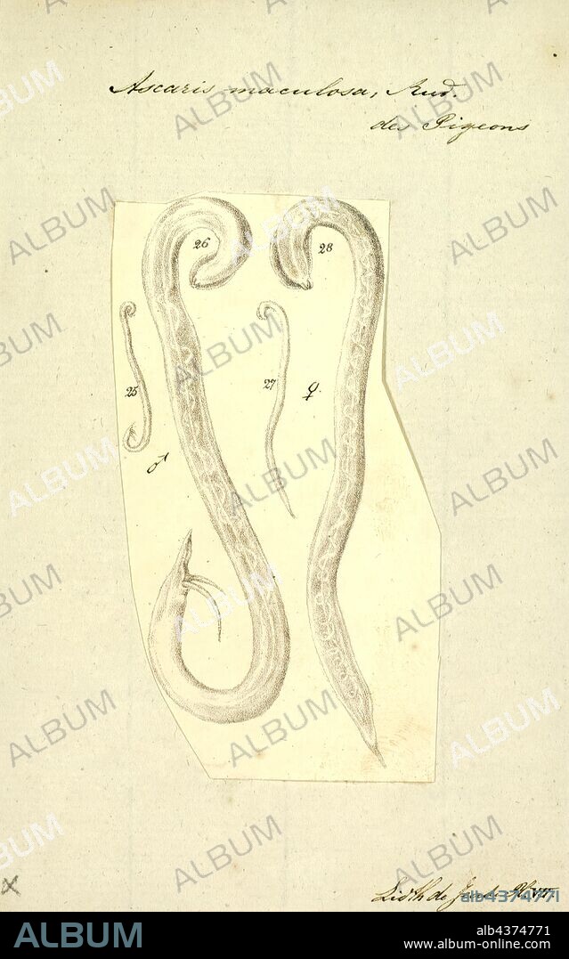 Ascaris maculosa, Print, Image showing life cycle inside and outside of the human body of one fairly well described helminth: Ascaris lumbricoides. Ascaris is a genus of parasitic nematode worms known as the "small intestinal roundworms.