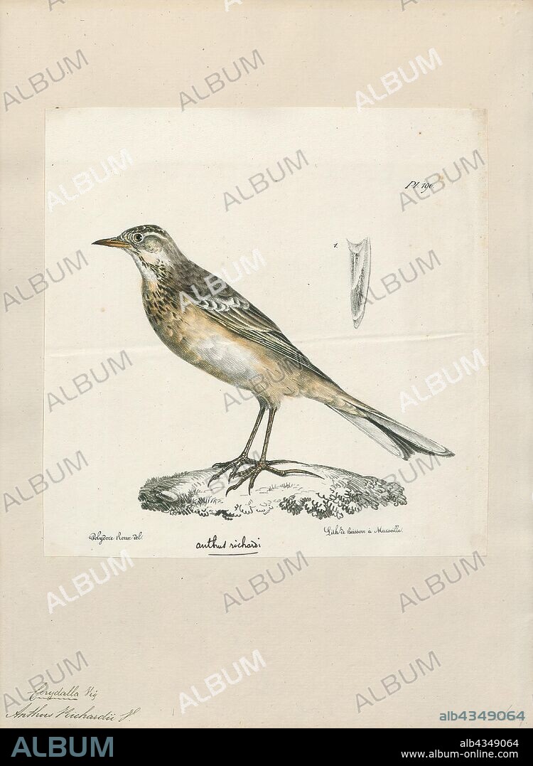 Anthus richardi, Print, Richard's pipit (Anthus richardi) is a medium-sized passerine bird which breeds in open grasslands in northern Asia. It is a long-distance migrant moving to open lowlands in the Indian subcontinent and Southeast Asia. It is a rare but regular vagrant to western Europe., 1825-1830.