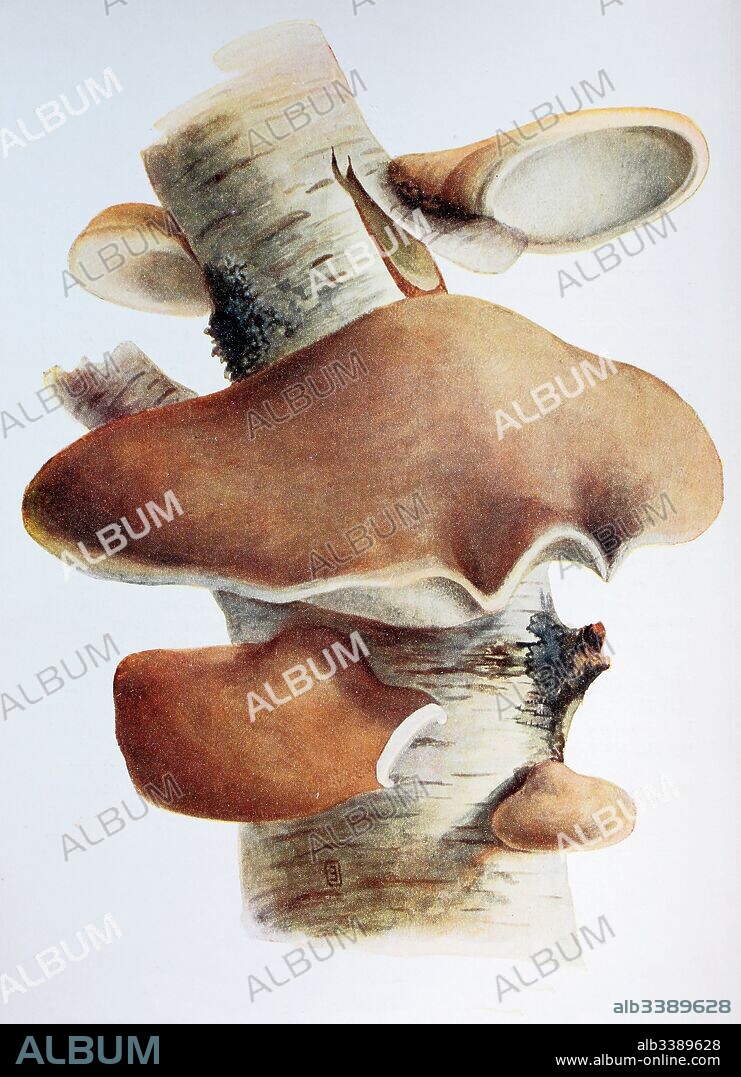 Piptoporus betulinus, Birch Polypore fungus, digital reproduction of an ilustration of Emil Doerstling (1859-1940).