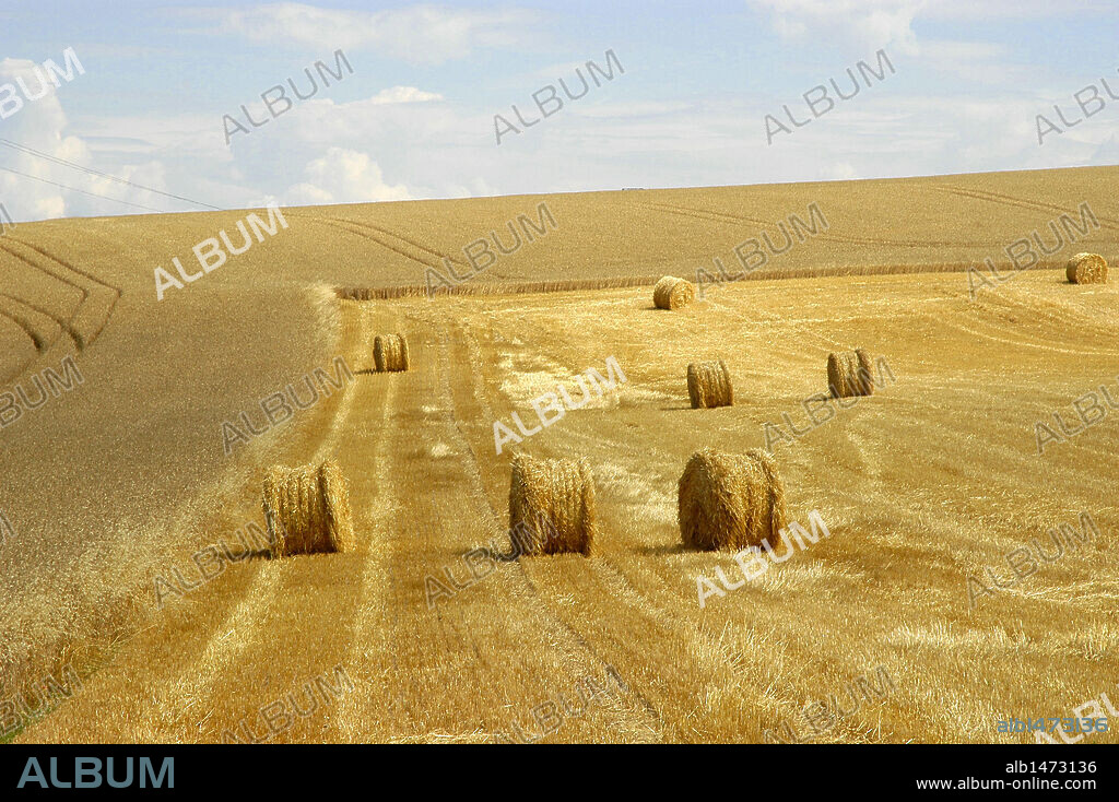 BALAS DE PAJA en un CAMPO DE CULTIVO en época de siega. Francia.
