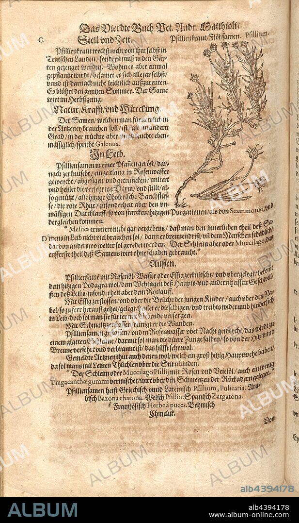 psillium, Psyllium, Flea Seeds, Fol. 374v, 1590, Pietro Andrea Mattioli, Joachim Camerarius: Kreuterbuch desz hochgelehrten unnd weitberühmten Herrn D. Petri Andreae Matthioli. Franckfort am Mayn: [Feyrabendt], 1590.
