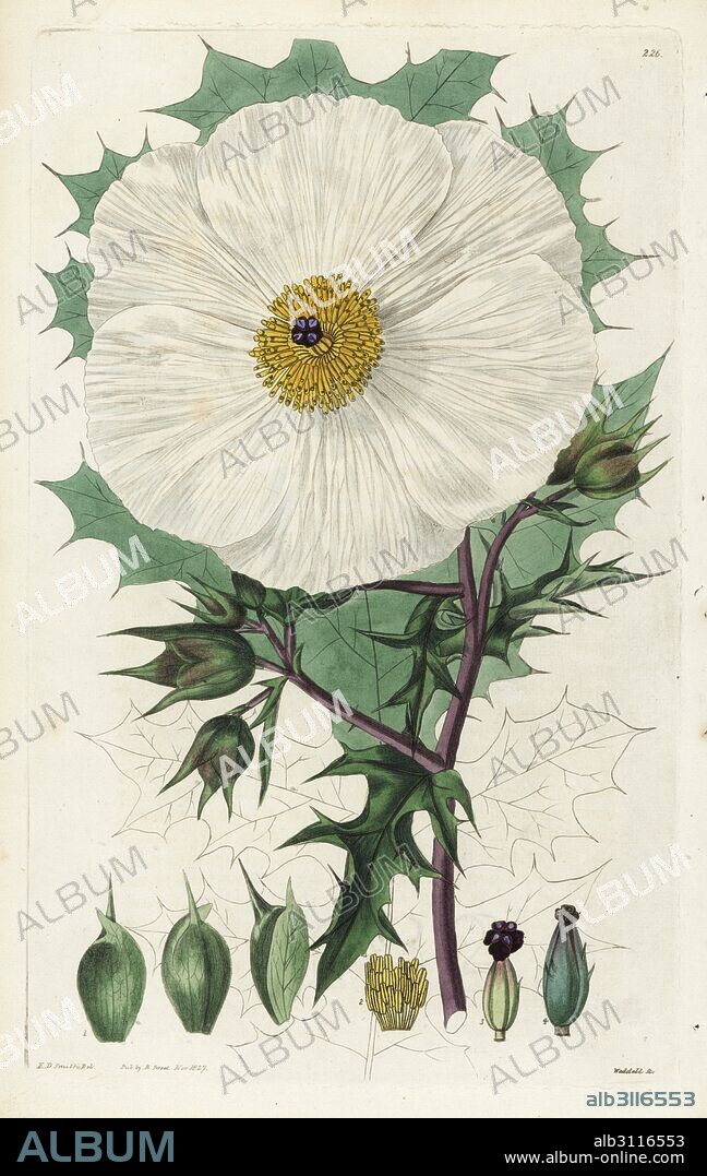 White Mexican prickly poppy or Large-flowered argemone, Argemone grandiflora. Handcoloured copperplate engraving by Weddell after a botanical illustration by Edward Dalton Smith from Robert Sweet's The British Flower Garden, Ridgeway, London, 1827.