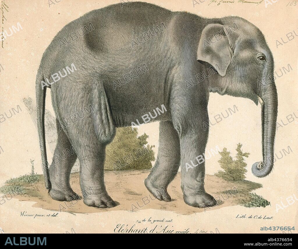 Elephas indicus, Print, Elephas is one of two surviving genera in the family of elephants, Elephantidae, with one surviving species, the Asian elephant, Elephas maximus., 1700-1880.