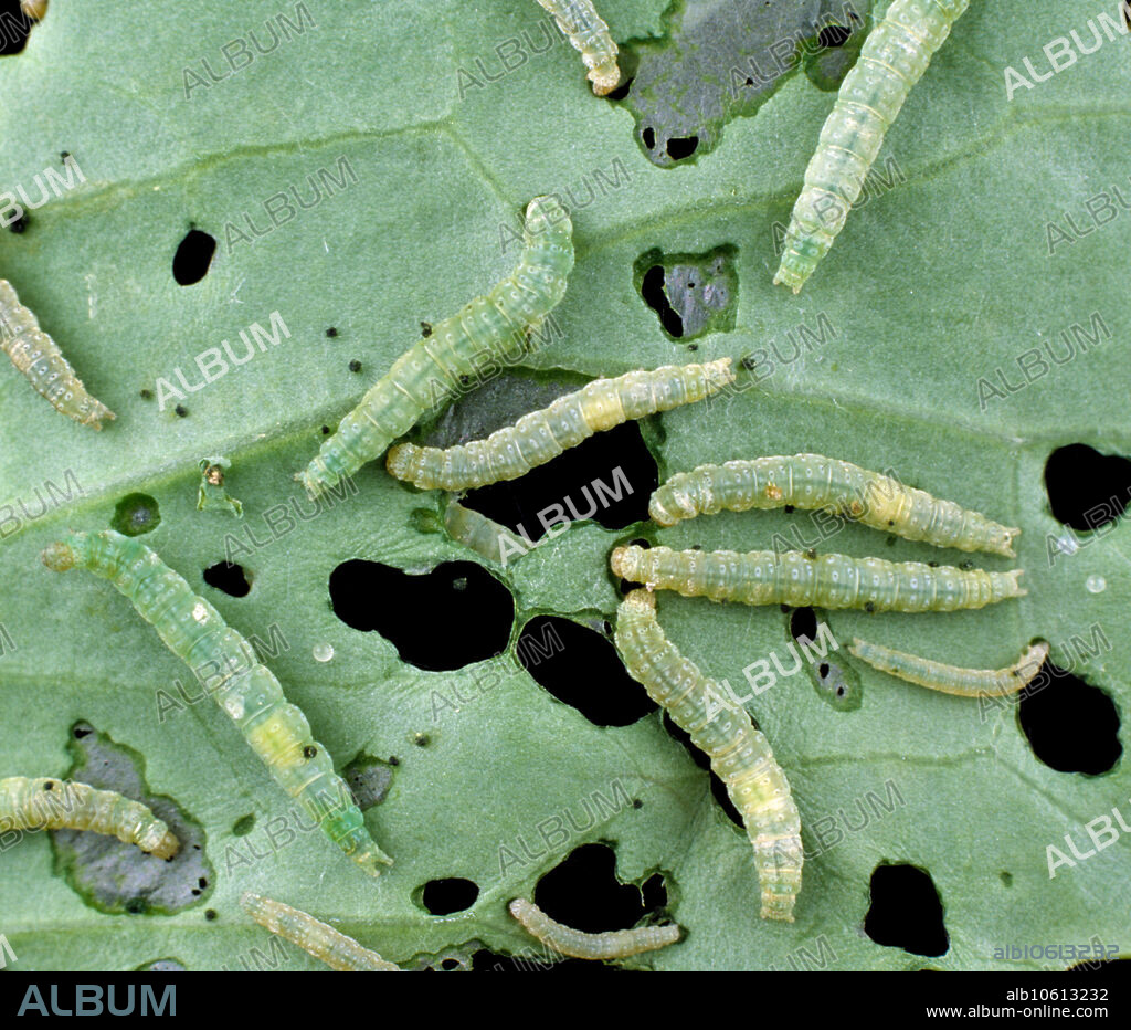 Diamondback moth (Plutella xylostella) caterpillars feeding on cabbage or brassica leaf.