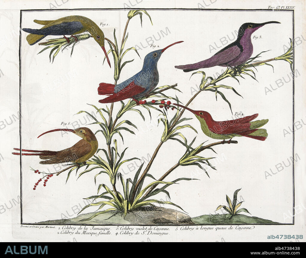 Colibri de la Jamaique, Colibri violet de Cayenne, Colibri a longue queue de Cayenne, Colibri du Mexique femelle, Colibri de Saint Domingue. Planche de zoologie illustree en 1760 par Francois-Nicolas MARTINET (1731-1792) pour Ornithologie de Mathurin Jacques BRISSON (1723-1806). Edition originale, 18eme siecle Credit : MIGNY / KHARBINE-TAPABOR.