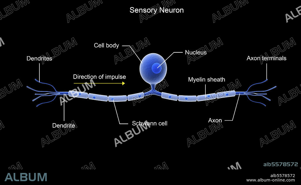 Conceptual image of a sensory neuron.