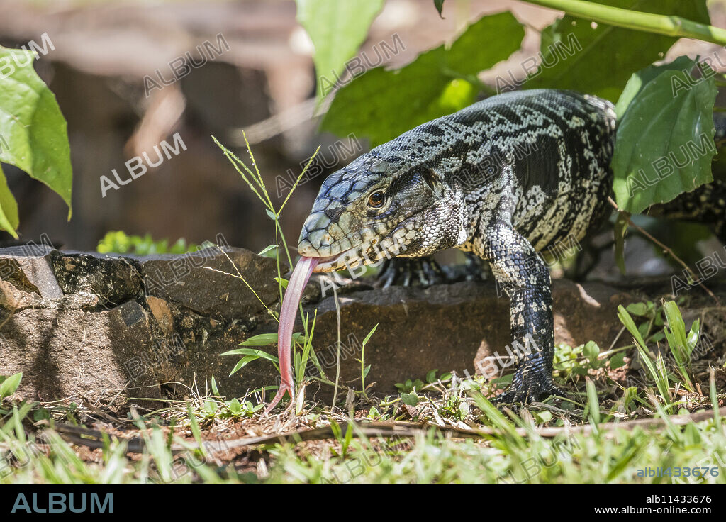 Argentine tegu lizard (Tupinambis merianae) in Iguazu Falls National Park, Misiones, Argentina, South America.