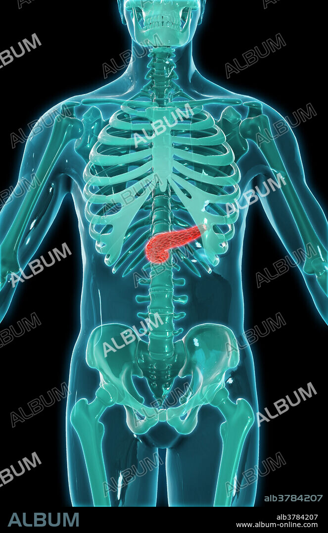 A 3D illustration of the pancreas seen within a model of the human skeleton.