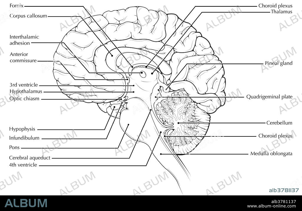 An illustrated midsagittal view of the brain.