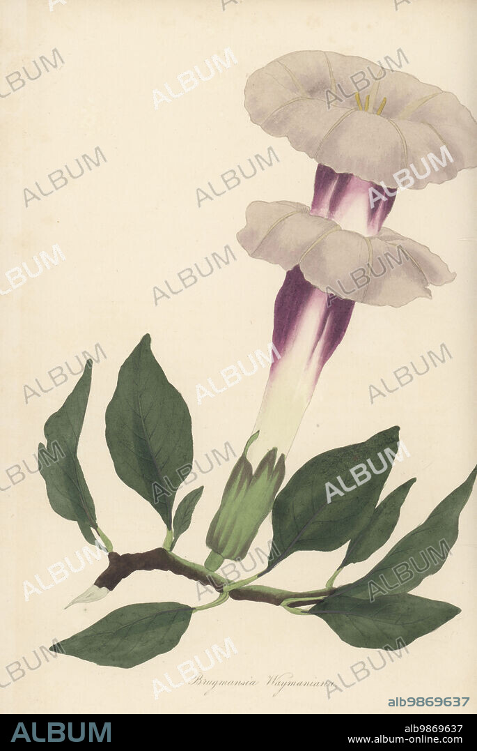 Indian thornapple or devil's trumpet, Datura metel. Raised by Wayman, gardener at Sir Henry Digby's gardens in Minterne Magnel, Dorset, from seeds imported from South America. Wayman's brugmansia, Brugmansia waymaniana. Handcoloured engraving from Joseph Paxtons Magazine of Botany, and Register of Flowering Plants, Volume 4, Orr and Smith, London, 1837.