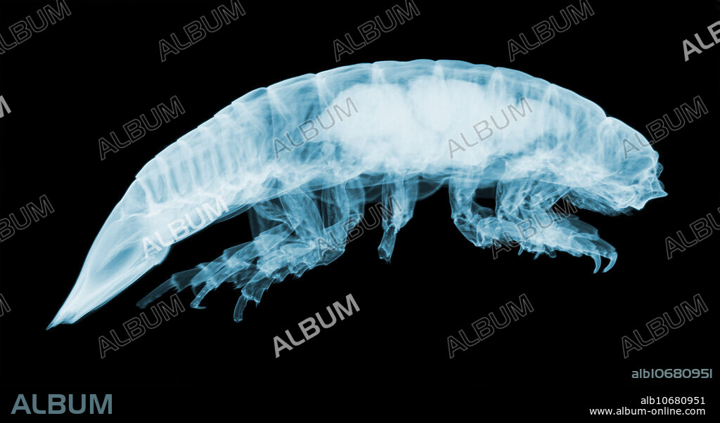 An X-ray of the giant isopod Bathynomus giganteus. Giant isopods are crustaceans related to the shrimp and crabs in the genus Bathynomus. Maximum size for this species is between 19 and 37 cm. Giant isopods are a good example of deep-sea gigantism. They are related to terrestrial isopods like the woodlice or pill bug. Giant isopods are important scavengers in the deep-sea benthic environment.