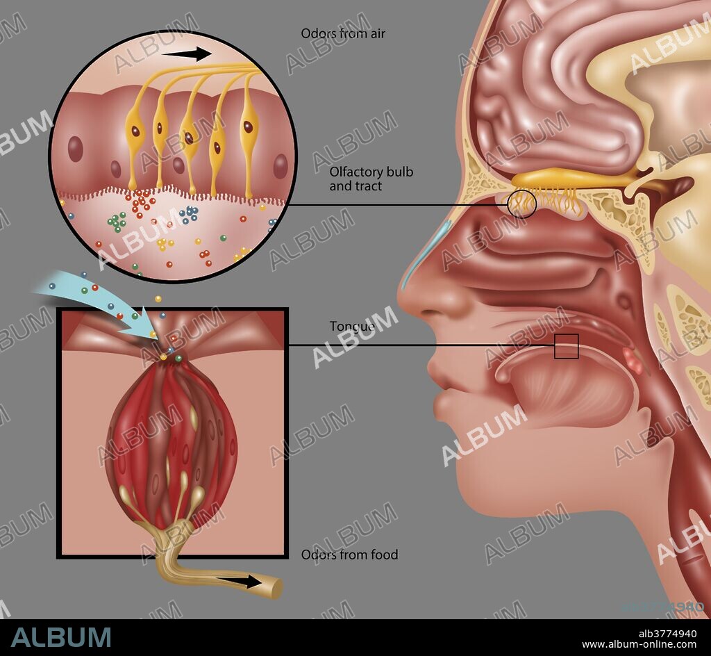 Anatomy of Smell, Illustration