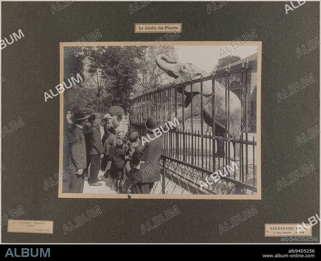 Rachel the elephant, Jardin des Plantes, 5th arrondissement, Paris, Séeberger Frères, Photographer, In 8-1906, Graphic Arts, Photography, Gelatin silver bromide print, Height: 29.4 cm, Width: 38.7 cm.