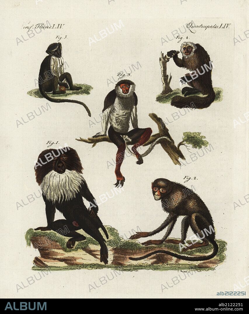 Lion-tailed macaque, Macaca silenus endangered 1, greater spot-nosed monkey, Cercopithecus nictitans 2, red-shanked douc, Pygathrix nemaeus endangered 3, white-faced saki, Pithecia pithecia 4, and roloway monkey, Cercopithecus roloway endangered 5. Handcoloured copperplate engraving from Bertuch's "Bilderbuch fur Kinder" (Picture Book for Children), Weimar, 1798. Friedrich Johann Bertuch (1747-1822) was a German publisher and man of arts most famous for his 12-volume encyclopedia for children illustrated with 1,200 engraved plates on natural history, science, costume, mythology, etc., published from 1790-1830.