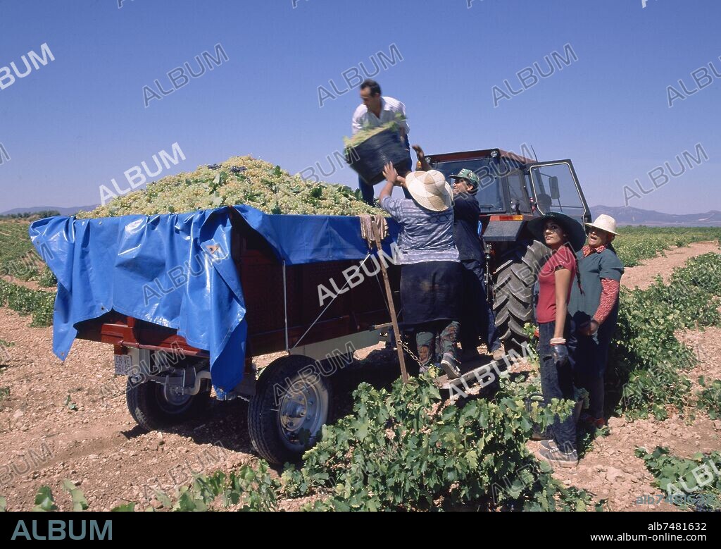 VENDIMIA - REMOLQUE CARGADO DE UVAS - FOTO AÑOS 90.