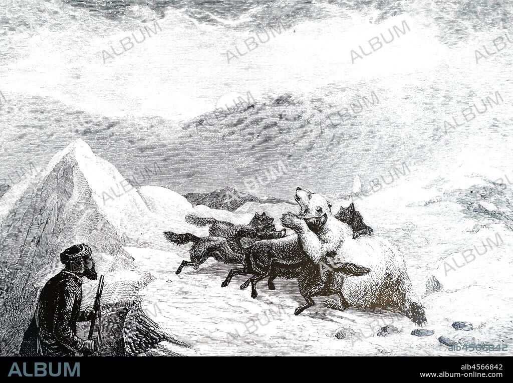 An engraving depicting a polar bear under attack by a pack of Canadian Eskimo Dogs. Dated 19th century.