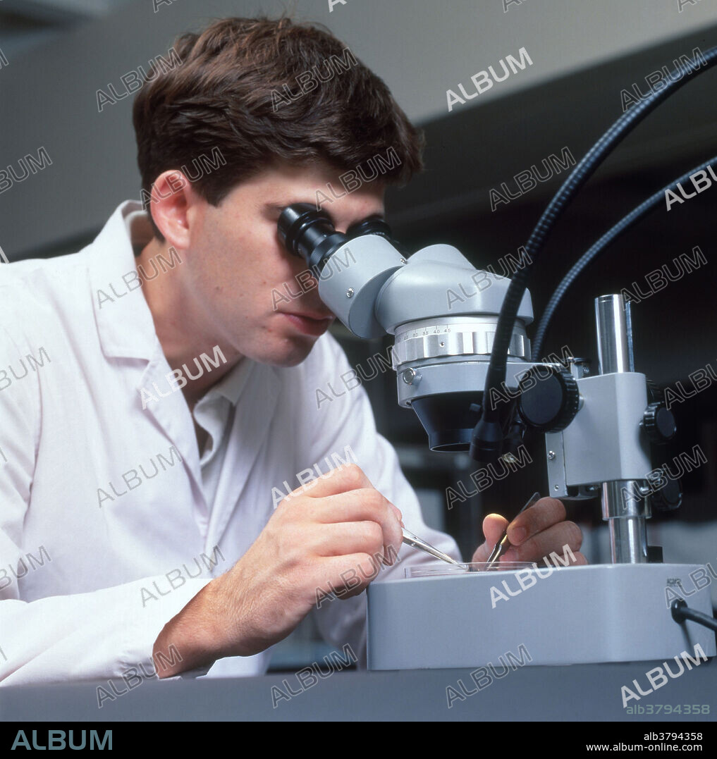 Editorial use only . Working with low-power stereo microscope at Southampton University. Hampshire, England.