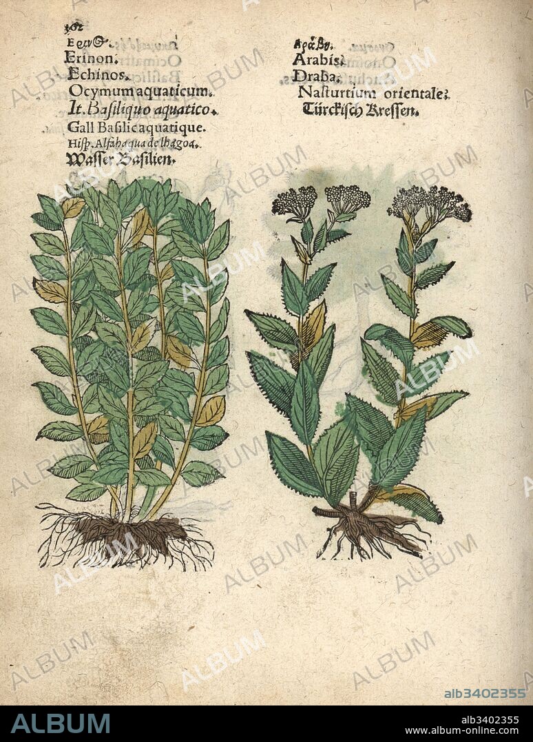 Basil, Ocimum basilicum, and whitetop or hoary cress, Lepidium draba. Handcoloured woodblock engraving of a botanical illustration from Adam Lonicer's Krauterbuch, or Herbal, Frankfurt, 1557. This from a 17th century pirate edition or atlas of illustrations only, with captions in Latin, Greek, French, Italian, German, and in English manuscript.
