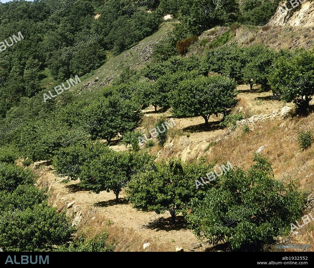CULTIVO DE CEREZOS en terrazas en el Valle del Jerte. Provincia de Cáceres. Extremadura. España.