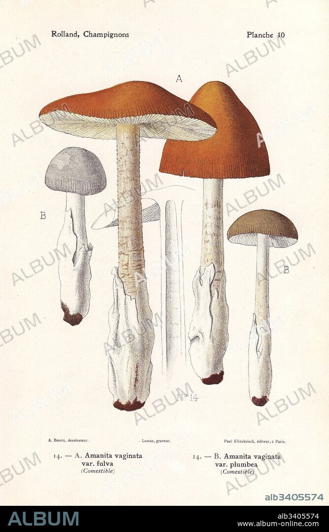 Tawny grisette mushroom, Amanita fulva and grisette mushroom, Aminata vaginata var. plumbea. Chromolithograph by Lassus after an illustration by A. Bessin from Leon Rolland's Guide to Mushrooms from France, Switzerland and Belgium, Atlas des Champignons, Paul Klincksieck, Paris, 1910.