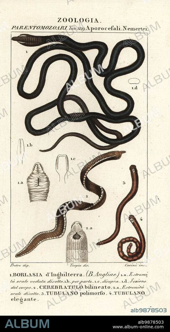 Bootlace worm, Lineus longissimus 1, Borlasia angliae 1, proboscis worm, Cerebratulus bilineatus 2, Cerebratulus bilineatus 2, ribbon worm, Tubulanus polimorphus 3, Tubulanus elegans 4. Borlasia dInghiterra, Cerebratulo bilineato, Tubulano polimorfo, Tubulano elegnate. Handcoloured copperplate stipple engraving from Antoine Laurent de Jussieu's Dizionario delle Scienze Naturali, Dictionary of Natural Science, Florence, Italy, 1837. Illustration engraved by Carini, drawn by Jean Gabriel Pretre and directed by Pierre Jean-Francois Turpin, and published by Batelli e Figli. Turpin (1775-1840) is considered one of the greatest French botanical illustrators of the 19th century.