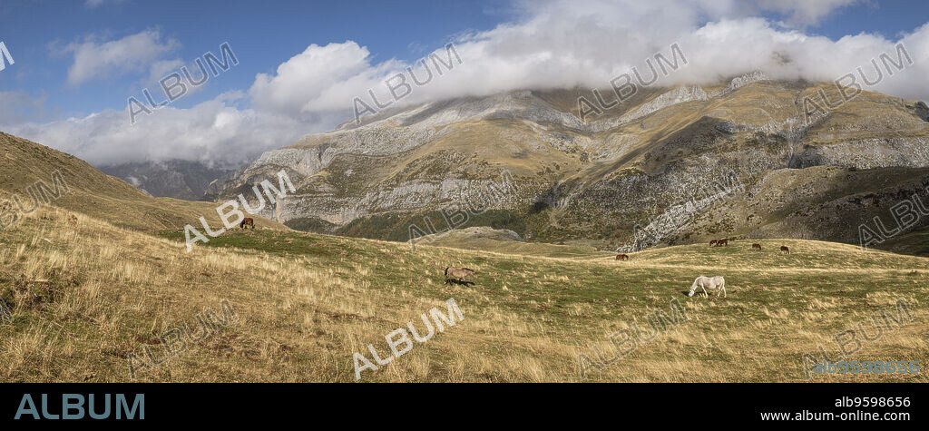 Herd of horses on the slopes of Punta de la Cuta, western valleys, Pyrenean mountain range, province of Huesca, Aragon, Spain, europe.