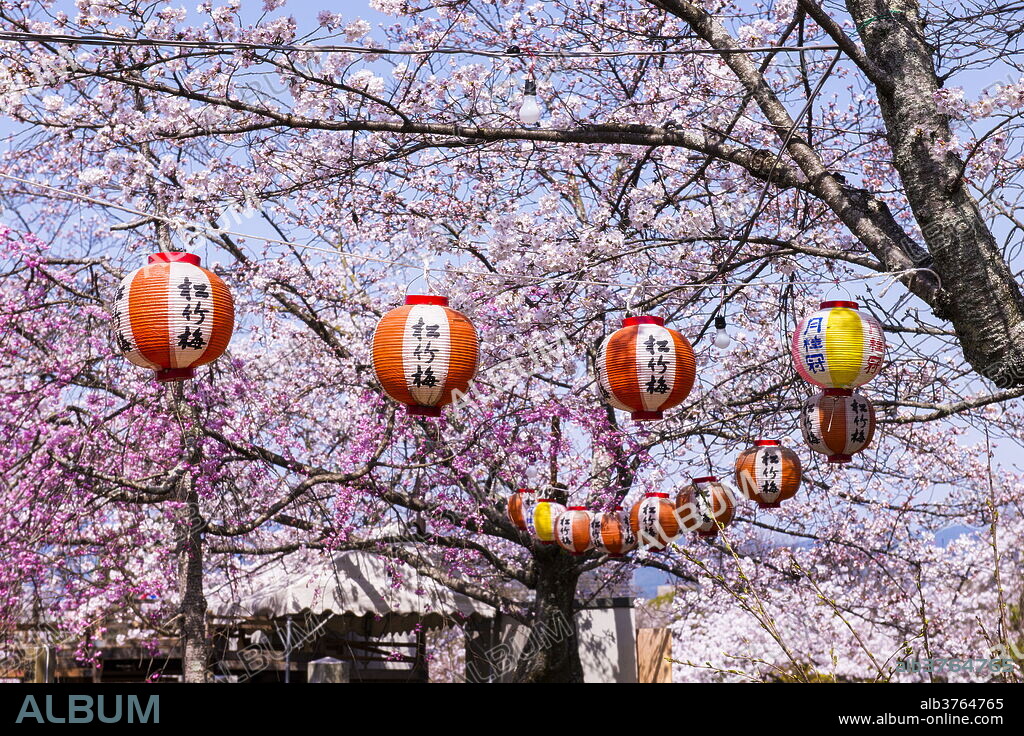 Cherry blossom in the Maruyama-Koen park, Unesco world heritage sight Kyoto, Japan.