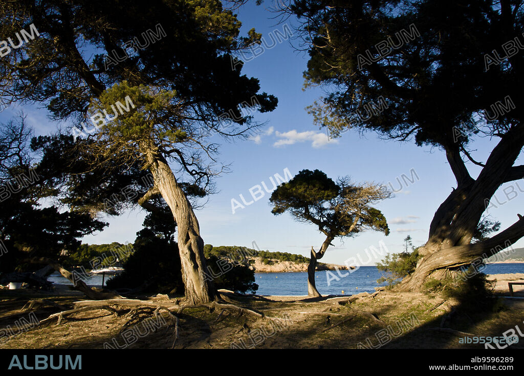 Sabinar de Cala Bassa, Juniperus phoenicea. Parque natural Cala Bassa-Cala Compte.Ibiza.Balearic islands.Spain.