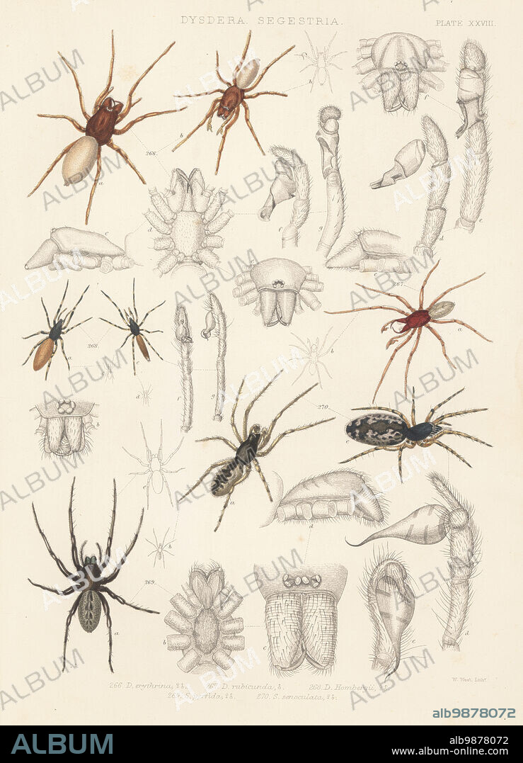 Woodlouse hunter, Dysdera crocata 266, 267, Harpactea hombergi 268, green-fanged tube web spider, Segestria florentina 269, and snake-back spider, Segestria senoculata 270. D. erythina, D. rubicunda, D. hombergii, Segestria perfida, S. senoculata. Handcoloured lithograph by W. West from John Blackwalls A History of the Spiders of Great Britain and Ireland, Ray Society, London, 1861.